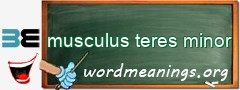 WordMeaning blackboard for musculus teres minor